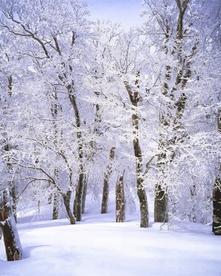 Trees With Snow Paint By Numbers