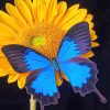 Butterfly And Sunflower Paint By Numbers