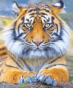 Tiger Eyes Paint By Numbers