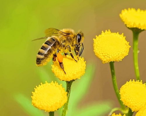 Bee On Flower Paint By Numbers