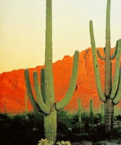 Big Cactus Mountains Paint By Numbers