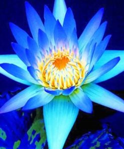 Blue Lotus Paint By Numbers