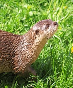 Brown Otter Paint By Numbers