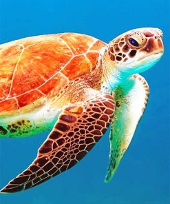 Sea Turtle Paint By Numbers
