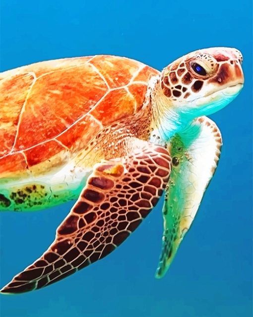 Sea Turtle Paint By Numbers