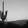 Cactus Black And White Paint By Numbers