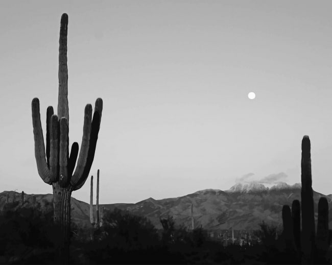 Cactus Black And White Paint By Numbers