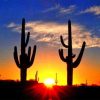 Cactus Sunrise Paint By Numbers