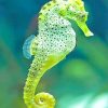 Cape Seahorse Paint By Numbers