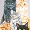 Cute Cats Paint By Numbers