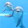 Cute Dolphins Paint By Numbers