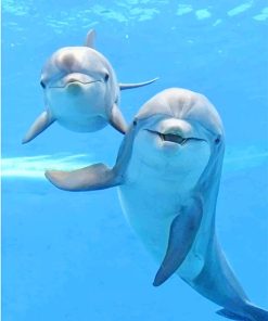 Cute Dolphins Paint By Numbers
