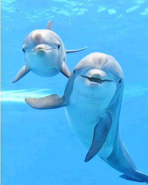 Cute Dolphins Paint By Numbers