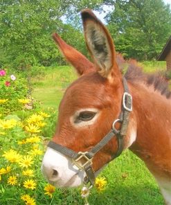 Donkey In Flowers Paint By Numbers