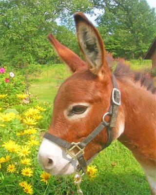 Donkey In Flowers Paint By Numbers