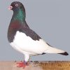 German Magpie Pigeon Paint By Numbers