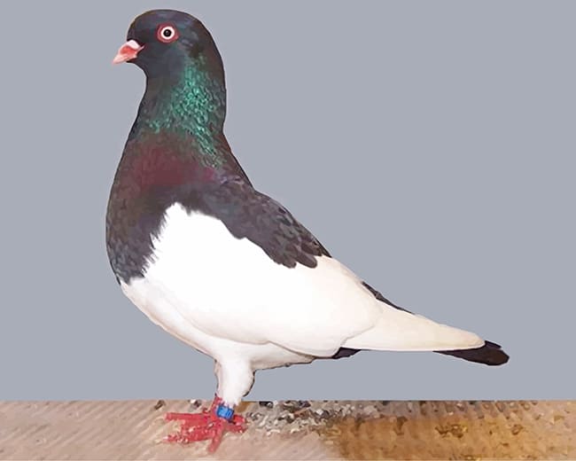 German Magpie Pigeon Paint By Numbers