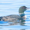 Loon Bird Paint By Numbers