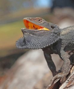 Bearded Dragon Paint By Numbers