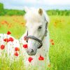 White Horse Flowers Paint By Numbers