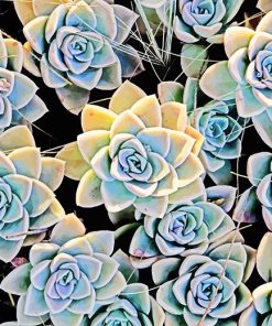 Succulents Paint By Numbers