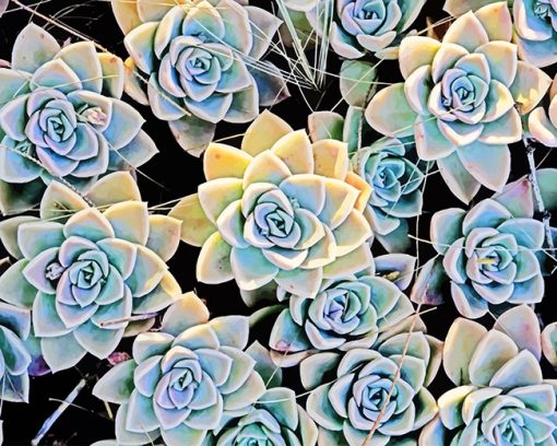 Succulents Paint By Numbers