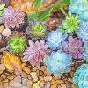 Colorful Succulents Paint By Numbers