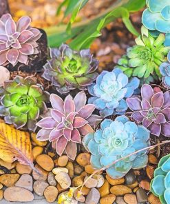 Colorful Succulents Paint By Numbers