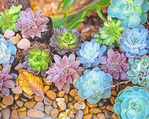 Colorful Succulents Paint By Numbers