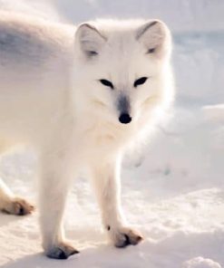 Arctic Fox Paint By Numbers
