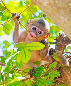 Baby Monkey Paint By Numbers