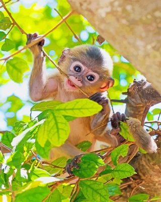 Baby Monkey Paint By Numbers