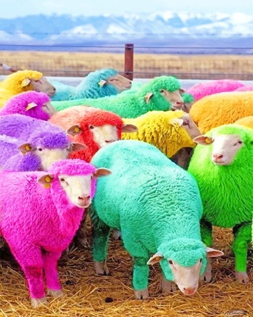 Colorful Sheeps Paint By Numbers