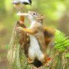 Squirrel And Bird Paint By Numbers
