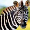 Cute Zebra Paint By Numbers