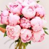 Pink Peonies Paint By Numbers