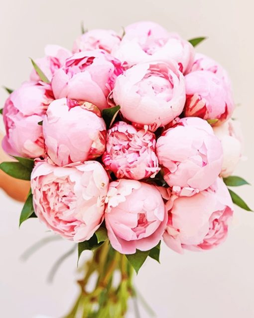 Pink Peonies Paint By Numbers