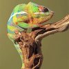 Green Chameleon Paint By Numbers