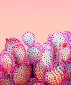 Pink Cactus Paint By Numbers