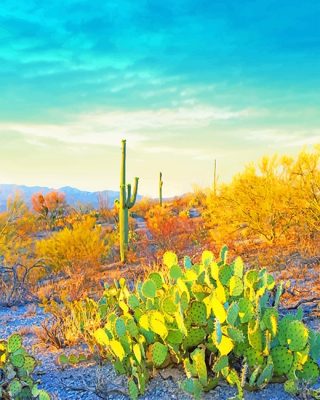 Saguaro Park Paint By Numbers