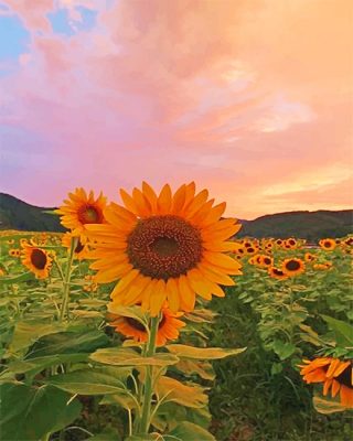 Sunflowers Sunset Paint By Numbers