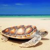 Turtle On Beach Paint By Numbers