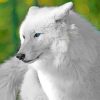 White Wolf Paint By Numbers