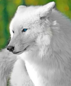 White Wolf Paint By Numbers