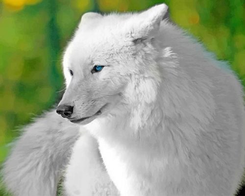 White Wolf Paint By Numbers