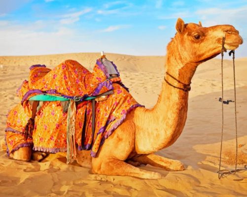 Camel In Desert paint by numbers