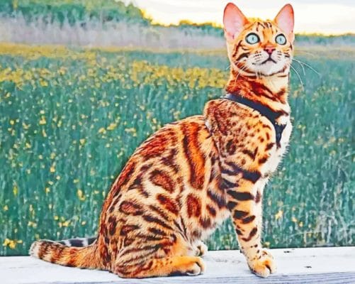 Bengal Cat paint by numbers