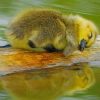 Cute Baby Duck Sleeping paint by numbers