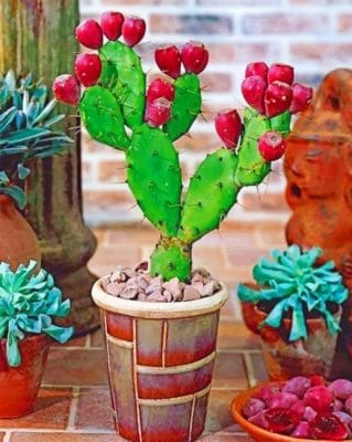 Prickly Pear Cactus Paint by numbers