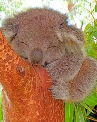 Sleepy Koala Paint by numbers